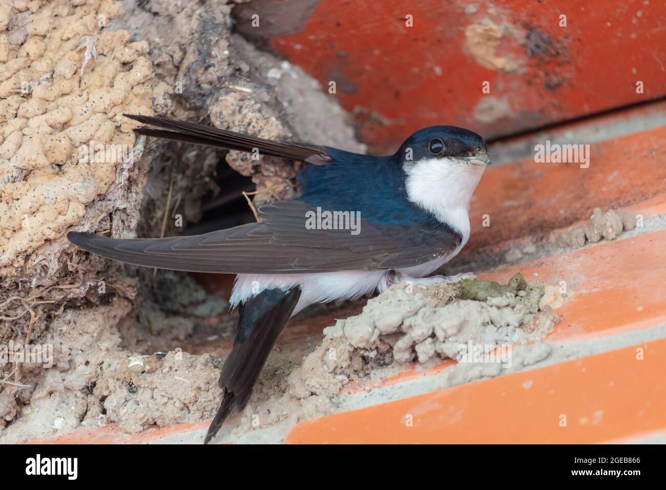 Gemeinsames Haus martin Nest - Delichon urbicum. Stockfoto