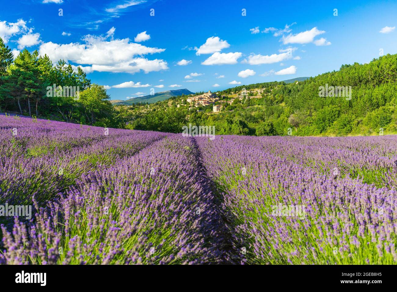 Blühende Lavendelfelder und Dorf Aurel im Hintergrund in Vaucluse, Provence-Alpes-Cote d'Azur, Frankreich Stockfoto