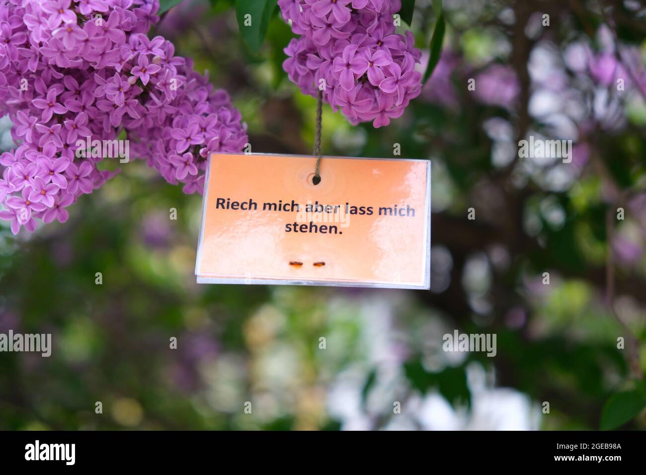 Berlin, Deutschland, 25. April 2021, blauer Flieder mit Schild: 'Rieche mich, aber lass mich'. Stockfoto