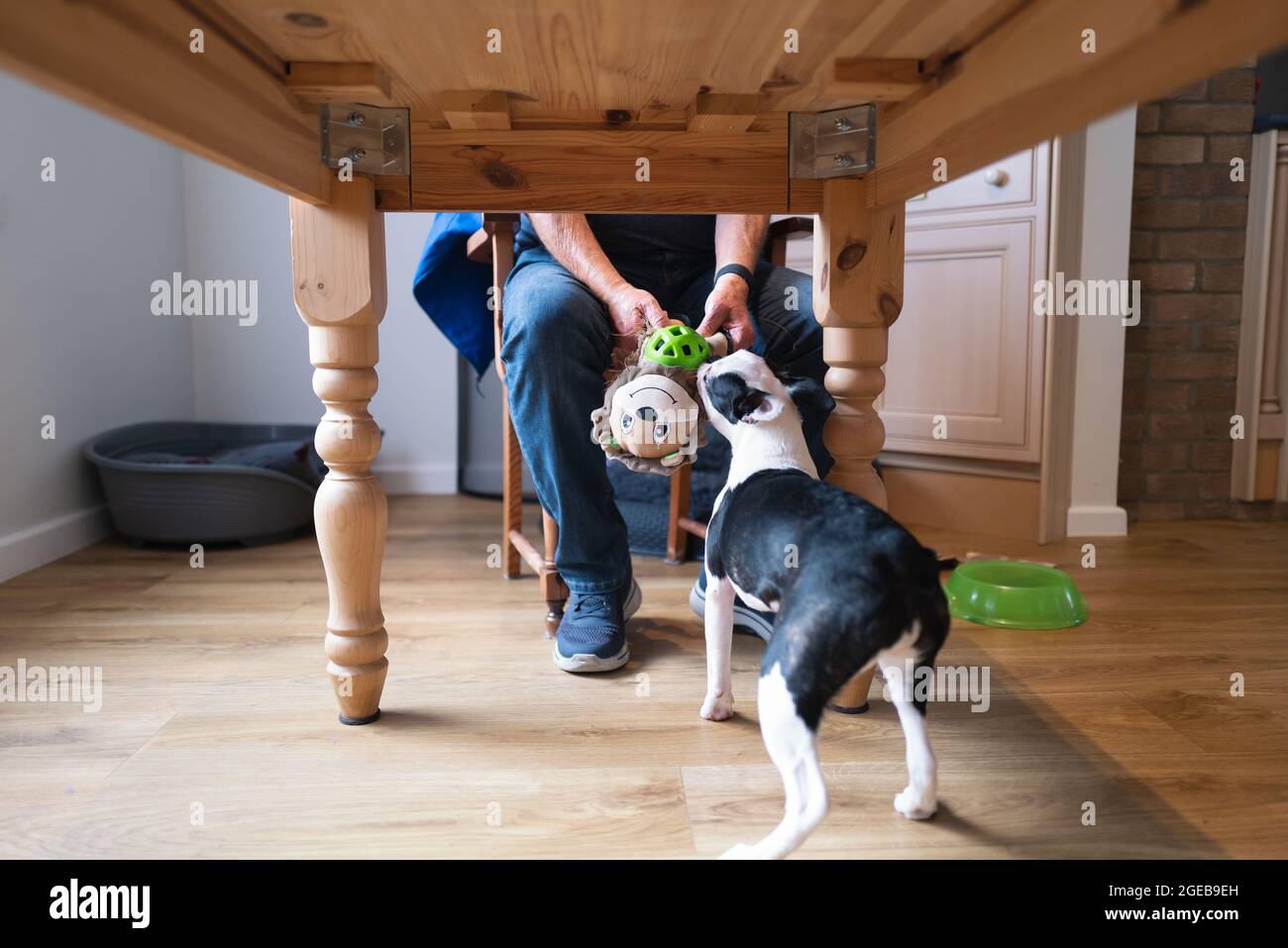 Ein Hundespielzeug, das von einem Mann gehalten und von einem Boston Terrier Welpen unter einen Holztisch gezogen wird Stockfoto