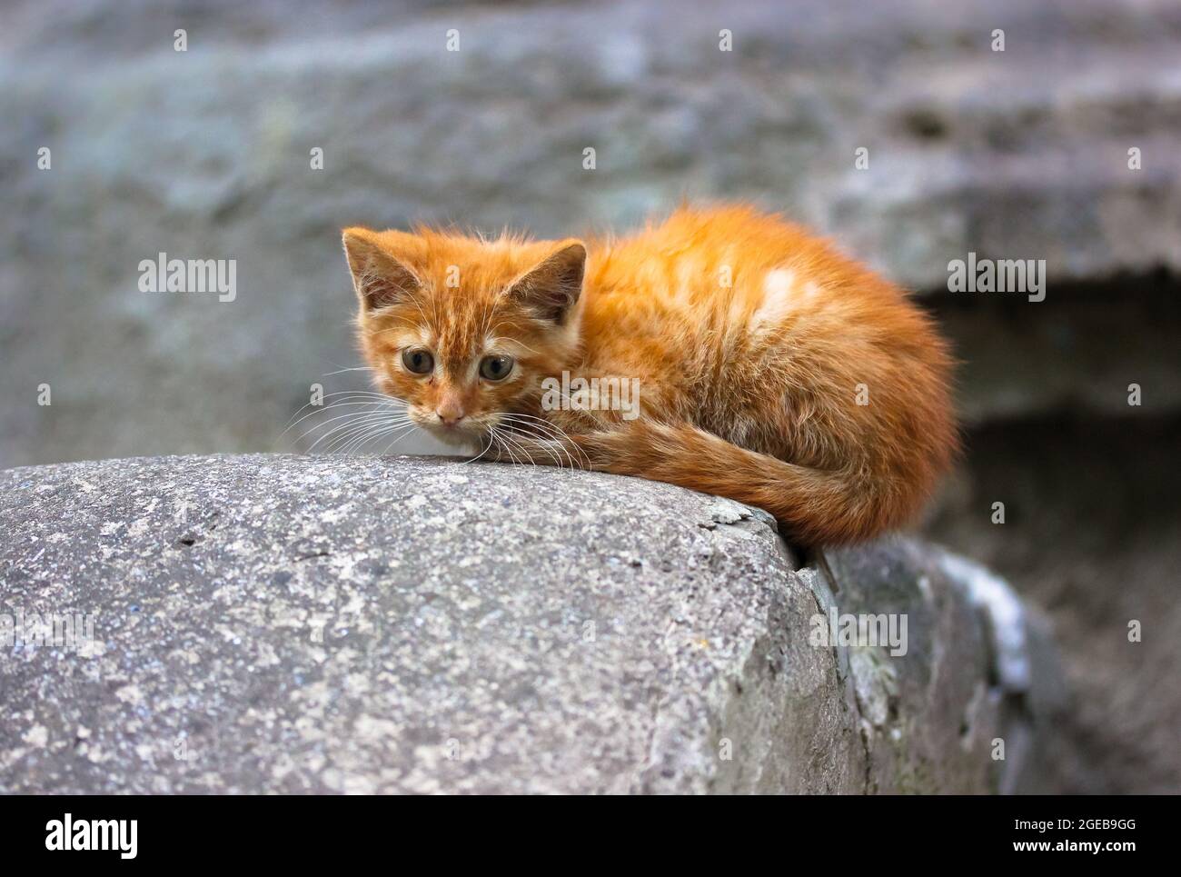 Streunende, obdachlose, rot-gelbe Kätzchen auf der Straße. Schlecht erschrocken kleine flauschige tabby Ingwer Kitty mit trauriger Optik auf grauem Beton Hintergrund. Streunende Ani Stockfoto