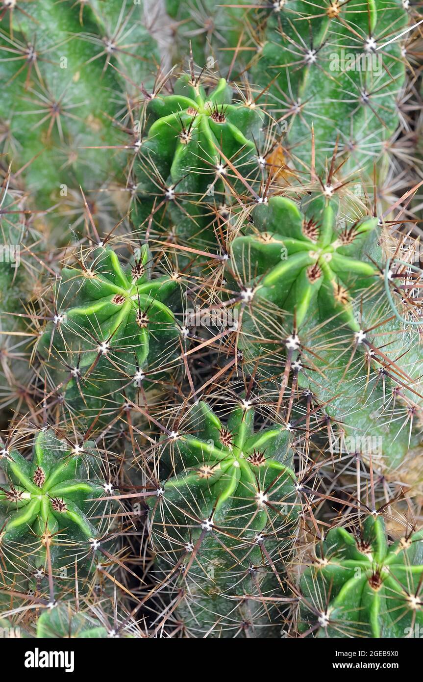 Kaktus, Kaktus, Kaktusz Stockfoto