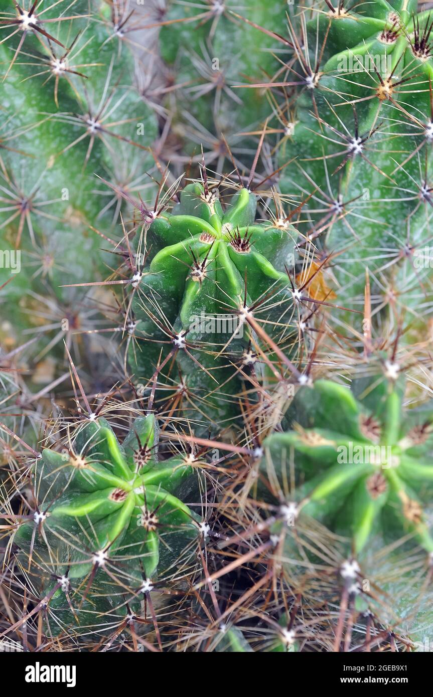 Kaktus, Kaktus, Kaktusz Stockfoto