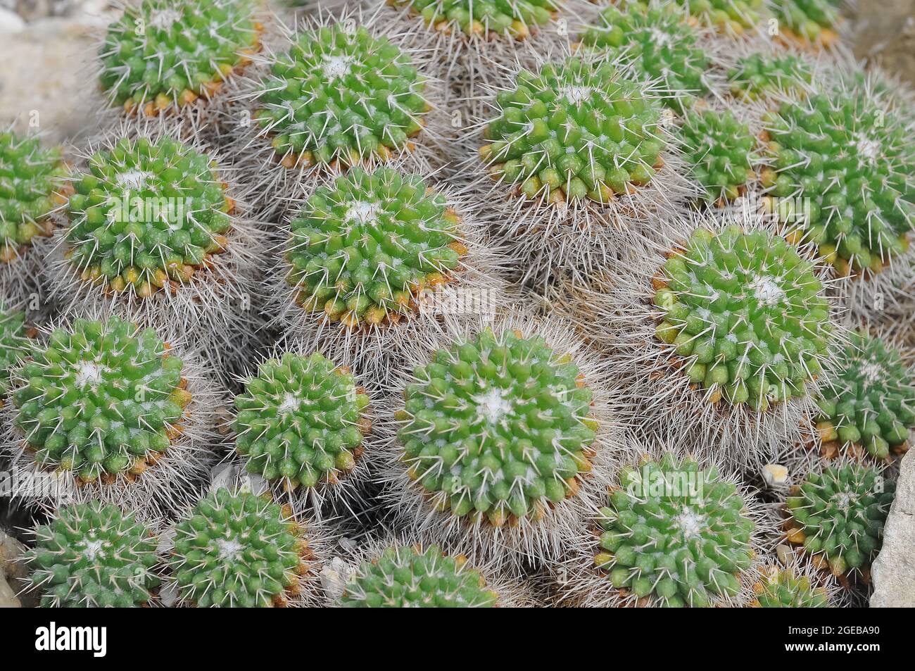 Kaktus, Kaktus, Tephracactus sp., Kaktusz Stockfoto