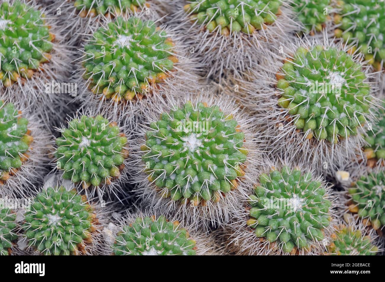 Kaktus, Kaktus, Tephracactus sp., Kaktusz Stockfoto