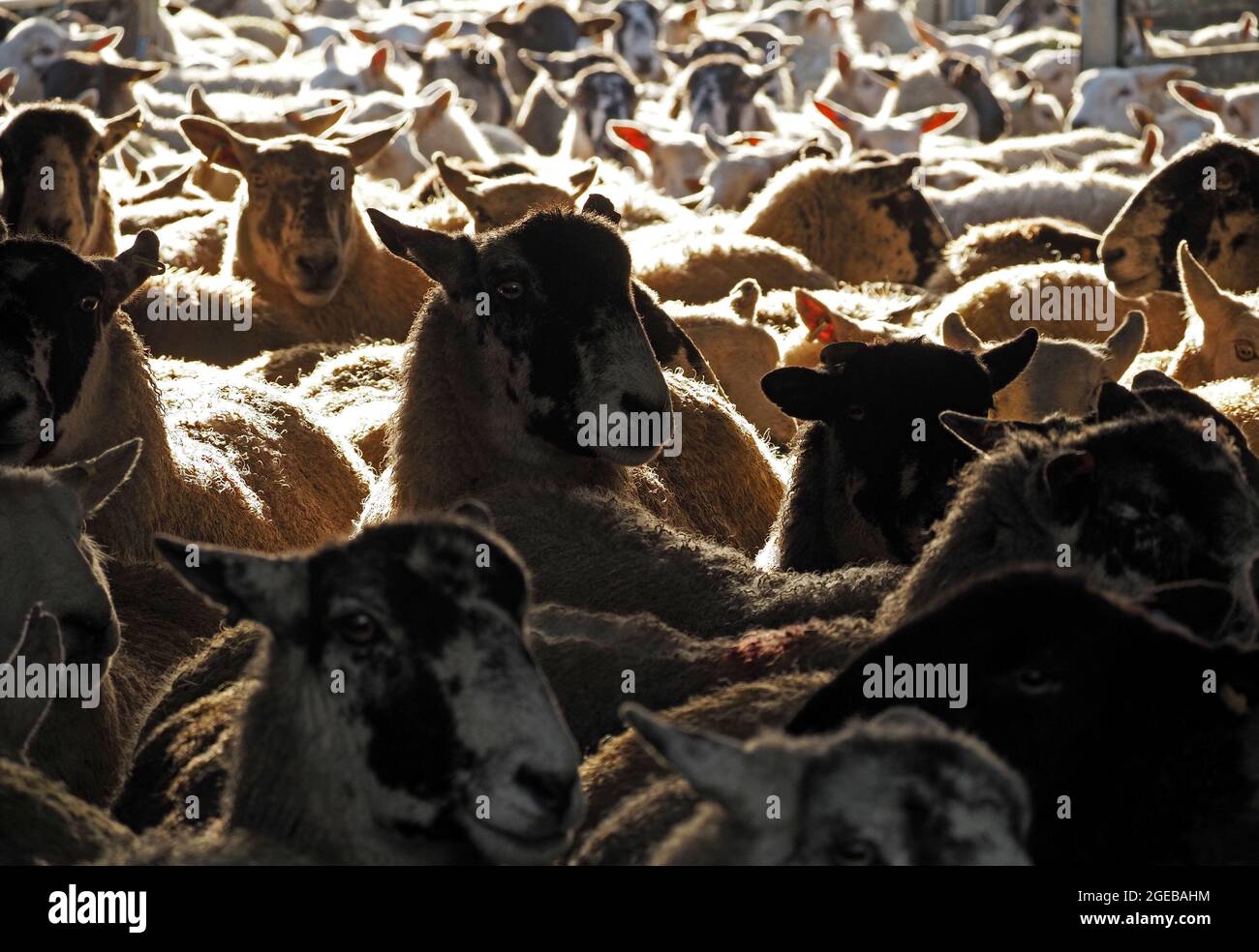 Schafe zählen - Kontrast und Hintergrundbeleuchtung erzeugen einen Chiaroscuro-Effekt auf große Schafherden, die auf dem Bauernhof in Cumbria, England, Großbritannien, verpackt sind Stockfoto