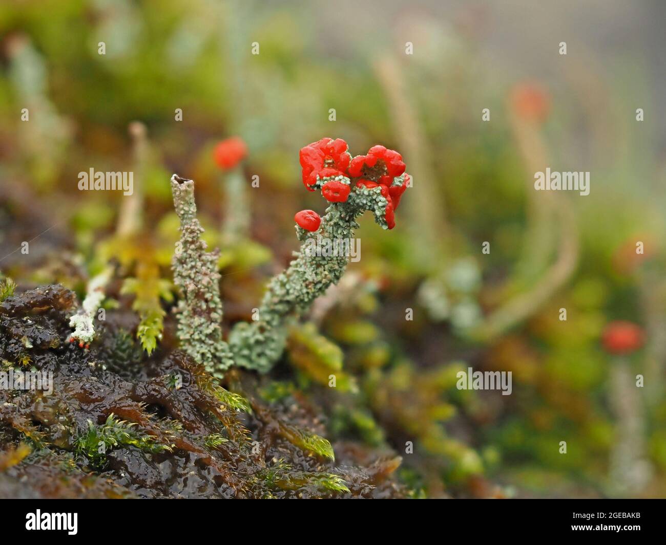Tiny World - fantastische rote Fruchtkörper von Cladonia cristatella - britische Soldaten Flechten auf grauen Rüschenstielen in Cumbria England Stockfoto