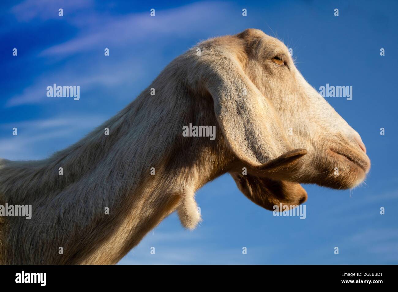 Fotowiedergabe des Kopfes einer ionischen Ziege italienischen Ursprungs Stockfoto