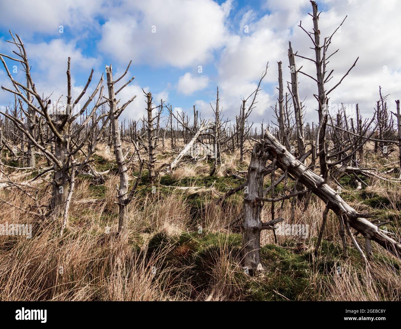Tote Bäume im Wald, globaler Feuerschaden durch Erwärmung Stockfoto
