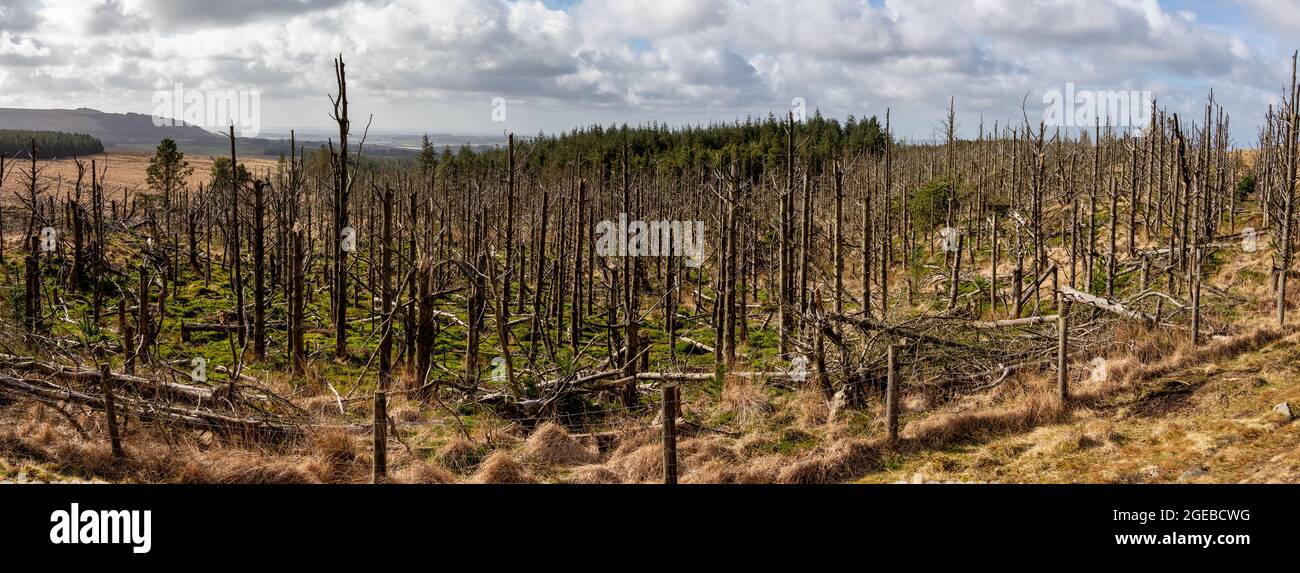 Zerstörung der toten und sterbenden globalen Erwärmung des Waldbaums Stockfoto