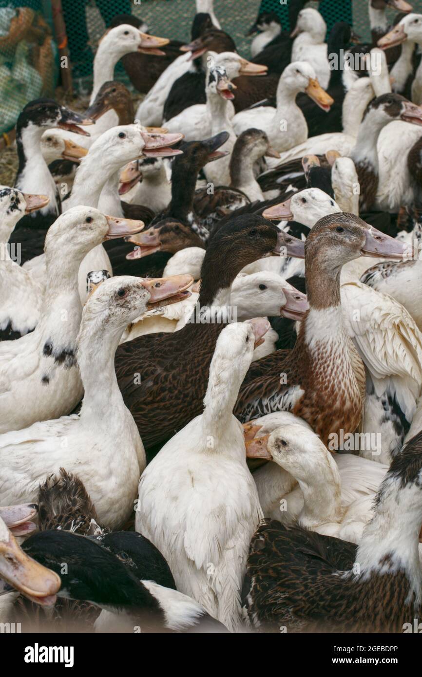 Eine Packung Enten, die darauf warten, auf einem Fleischmarkt verkauft zu werden Stockfoto