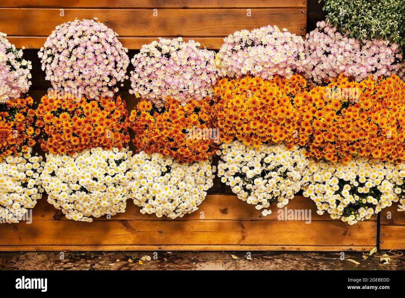 Autumn Chrysanthemum Festival. Vertikale Gartenarbeit einer Holzwand mit Chrysanthemen. Komposition aus Reihen von weißen, violetten und orangen Chrysanthemen Stockfoto