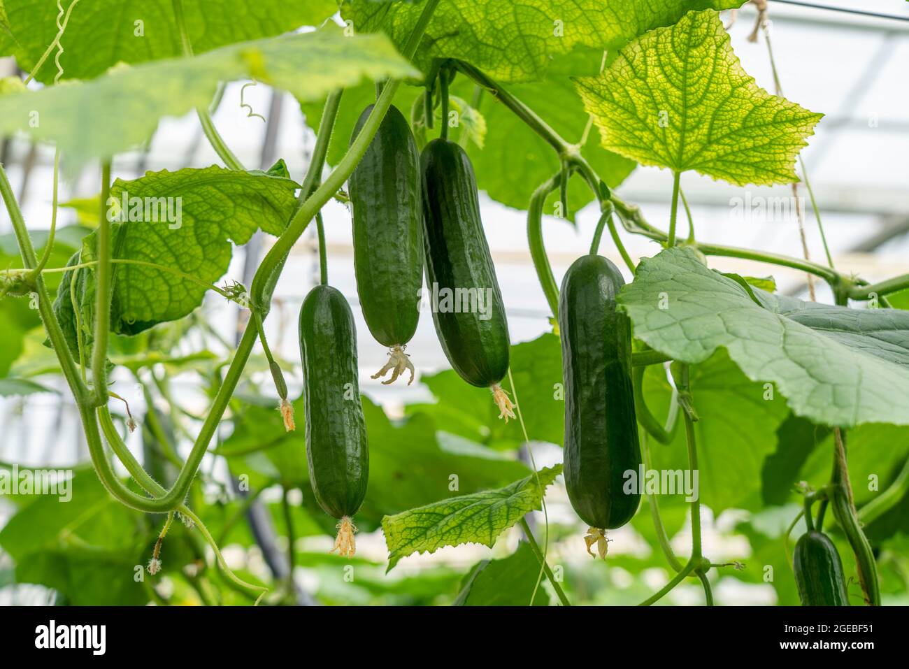 Kleingurken, Snackgurken, in einem Gewächshaus, bei Straelen, NRW, Deutschland, Stockfoto
