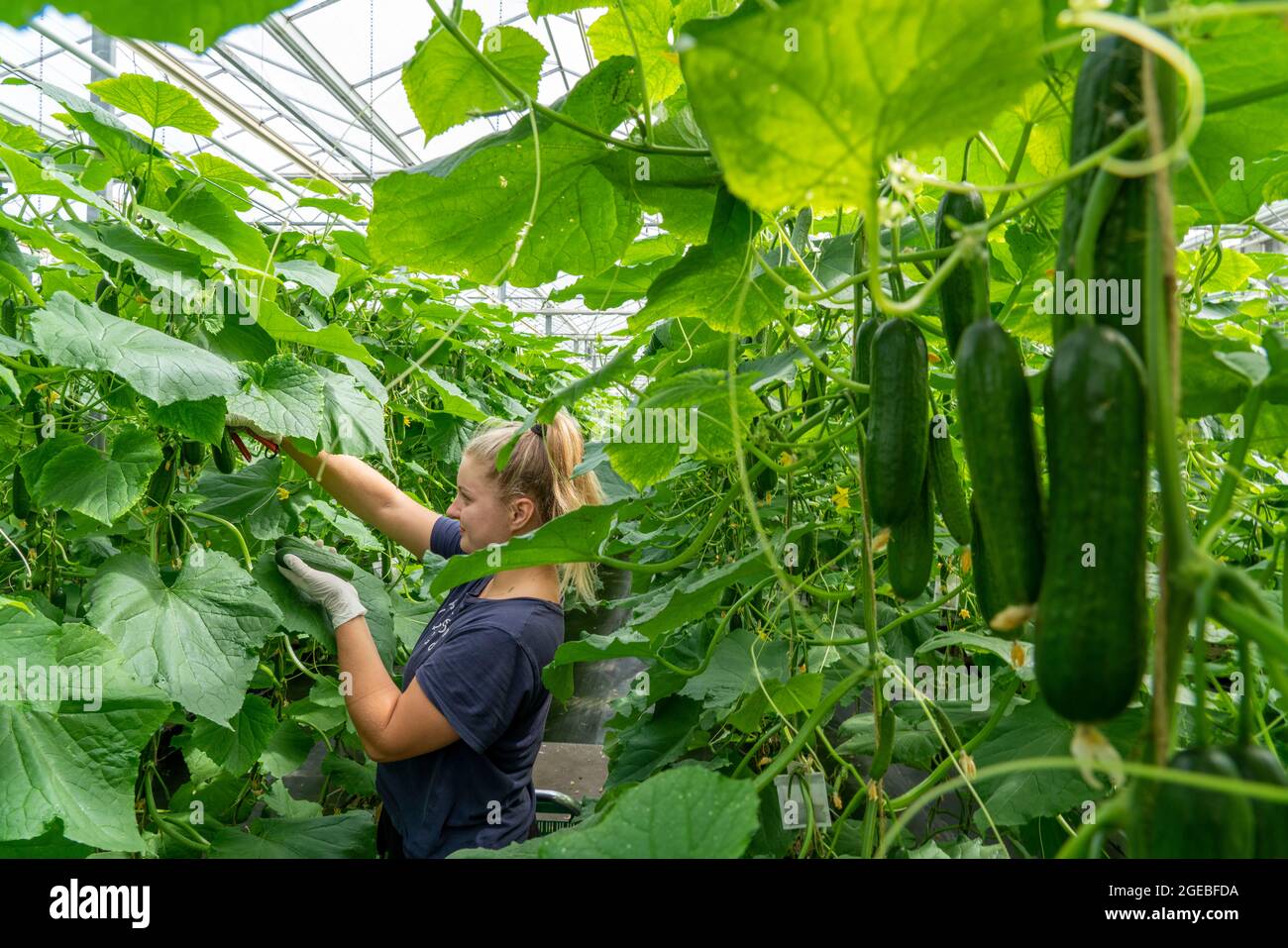 Anbau von Mini-Gurken, Snack-Gurken, in einem Gewächshaus, bei Straelen,  NRW, Deutschland, Ernte von Mini-Gurken, in einem Gewächshaus, in der Nähe  von Straele Stockfotografie - Alamy