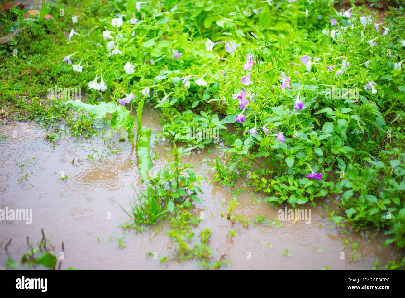 Überfluteter Garten mit Blumen. Es regnet und tropft durch die Pfützen. Schlechtes Wetter im Sommer, Mesocyclone. Weichfokus Stockfoto