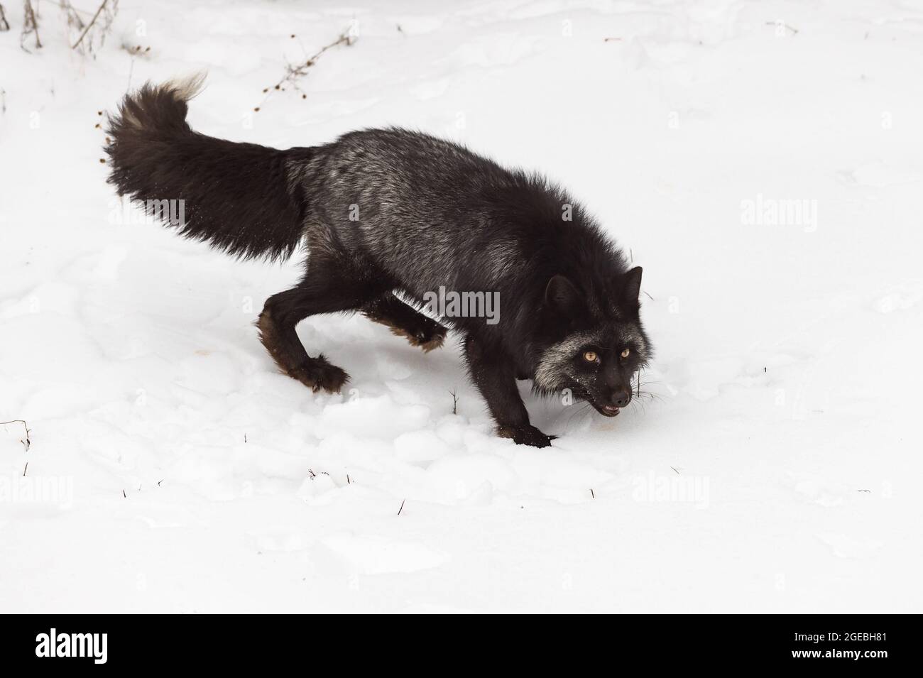 Silberfuchs (Vulpes vulpes) Stängel Daunendamm Rücken Fuß nach oben Winter - Gefangener Tier Stockfoto