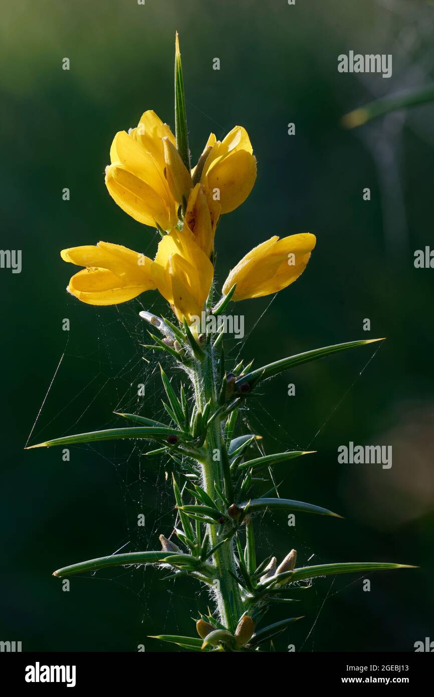 WESTERN Gorse - Ulex gallii, Nahaufnahme von Blumen und Dornen mit Spinnweben Stockfoto