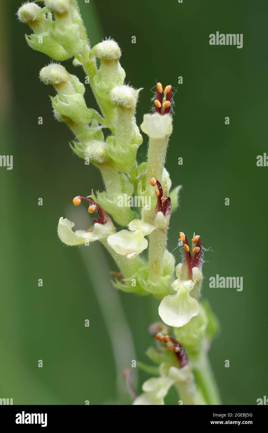 Wood Sage - Teucrium scorodonia, Nahaufnahme von Blumen Stockfoto