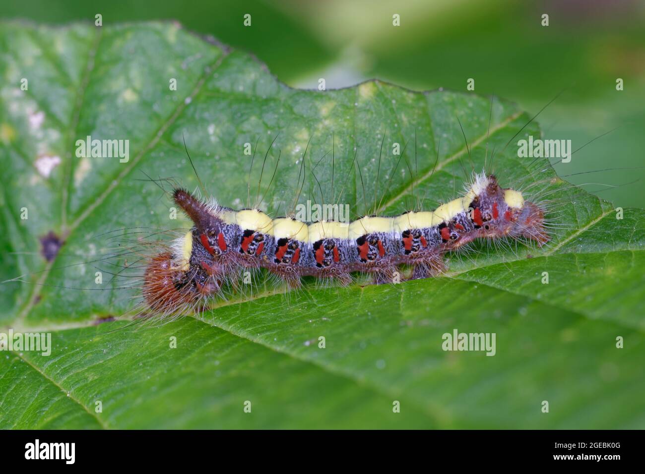 Grauer Dolch Moth - Acronicta psi, Raupe Stockfoto
