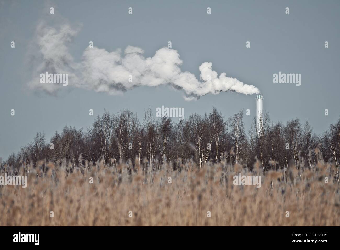 Dicker weißer Rauch, der am extrem kalten Wintermorgen aus dem Schornstein hinter Schilf und Wald in Espoo, Finnland, aufsteigt. Stockfoto