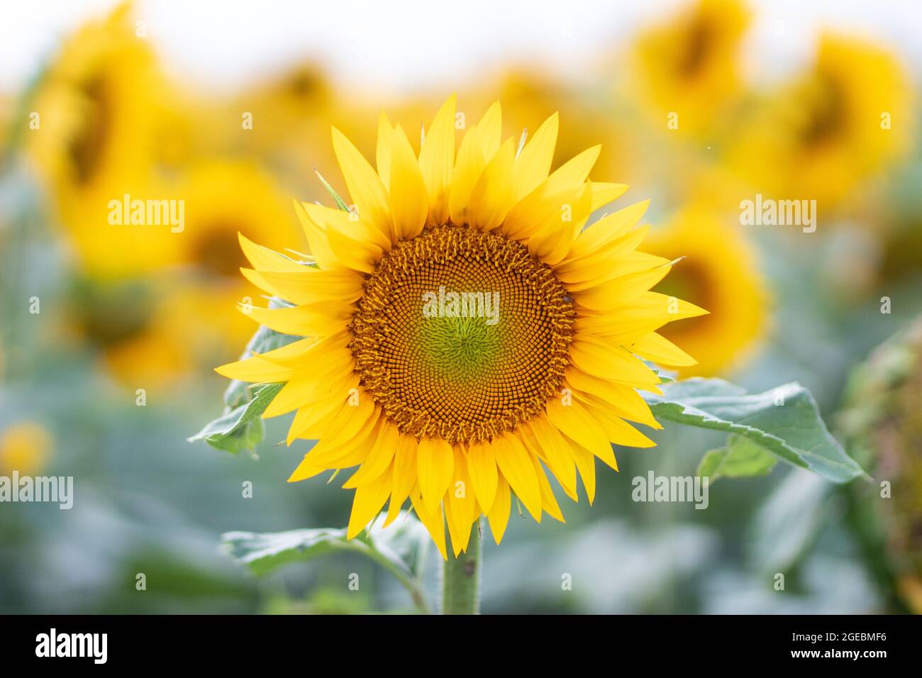 Schöne gelbe Sonnenblume auf einem Sonnenblumenfeld Nahaufnahme. Gelbe Sonnenblume mit Copyspace. Sonnenblume unter einem bewölkten Himmel Stockfoto