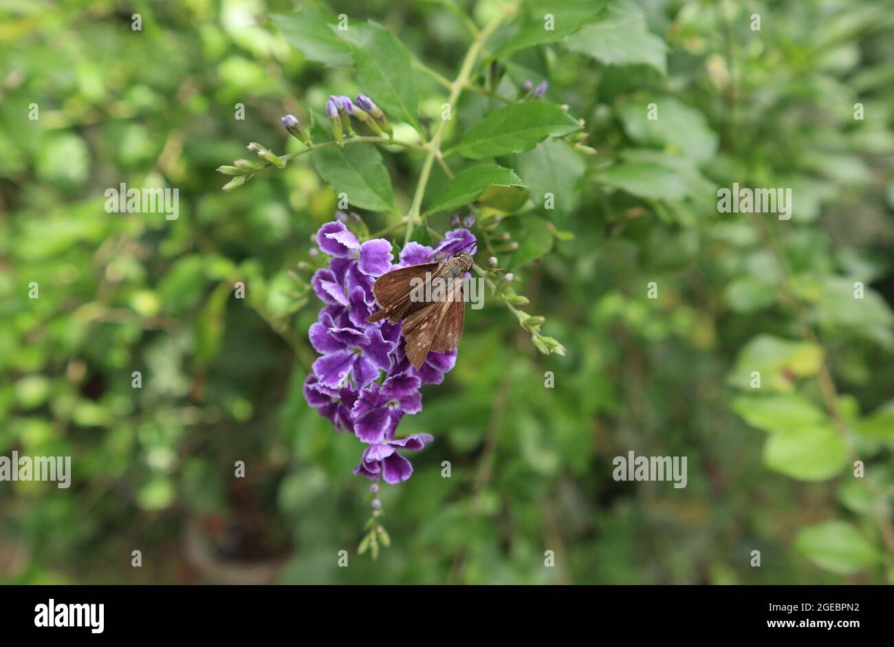 Nahaufnahme eines verbundenen schnellen Schmetterlings mit ausgebreiteten Flügeln auf einem violetten Blütenstrauß sitzend, bereit, Nektar aus einer Blume zu trinken Stockfoto