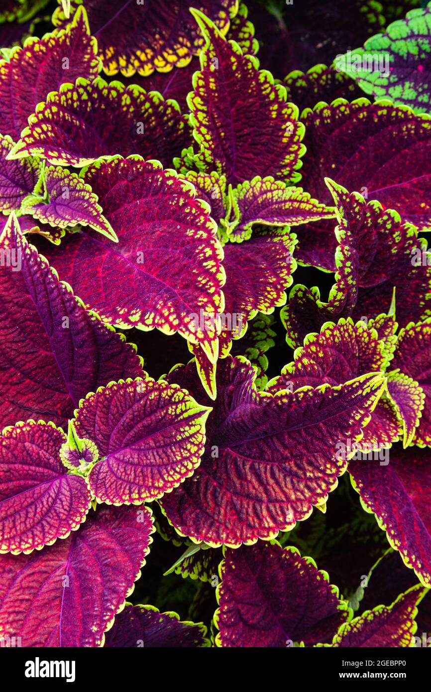 Coleus plectranthus scutellarioides Fotos und Bildmaterial in hoher