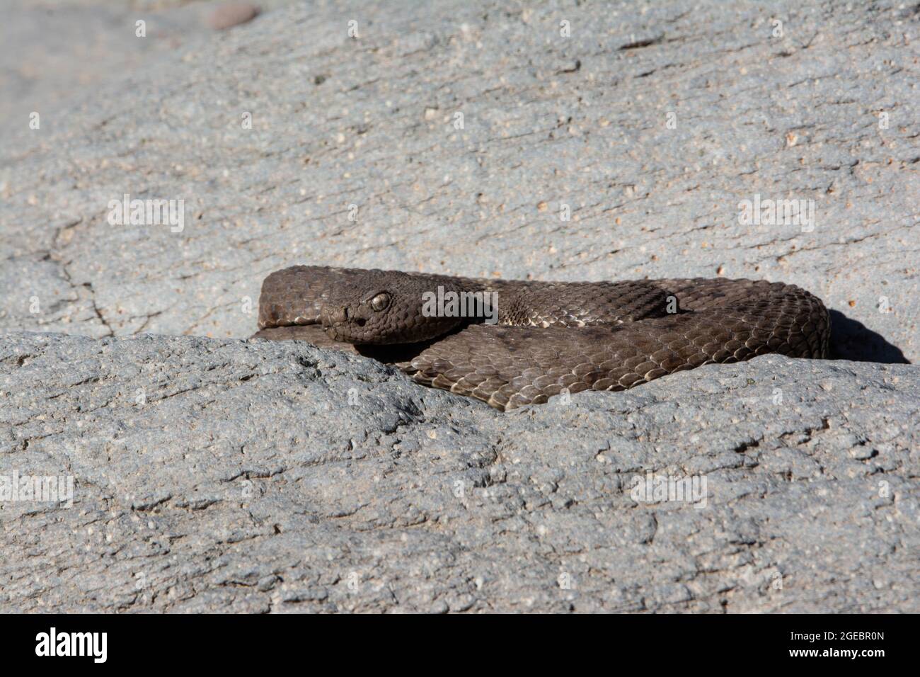 Arizona Black Rattlesnake (Crotalus cerberus) aus einem Canyon in Arizona, USA. Stockfoto