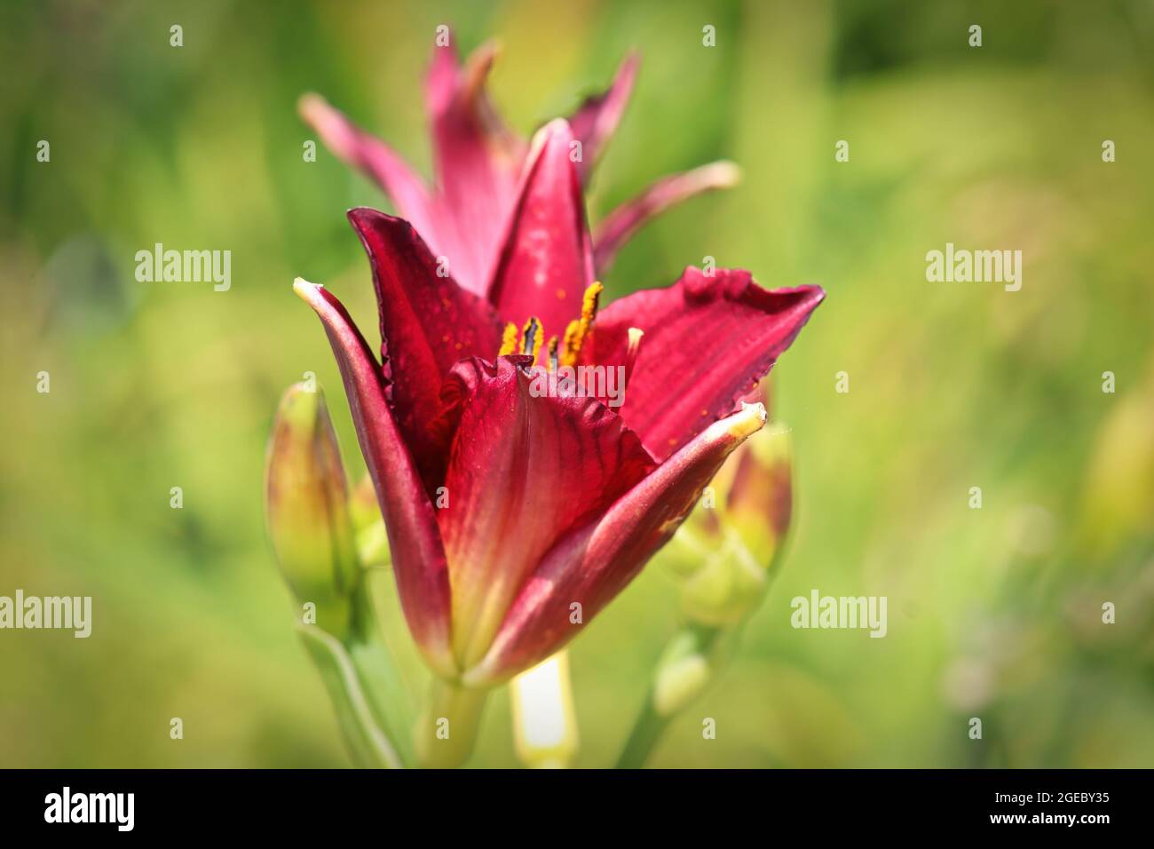 Hintergrund Seitenansicht einer roten Taglilie vor verschwommenem Grün Stockfoto