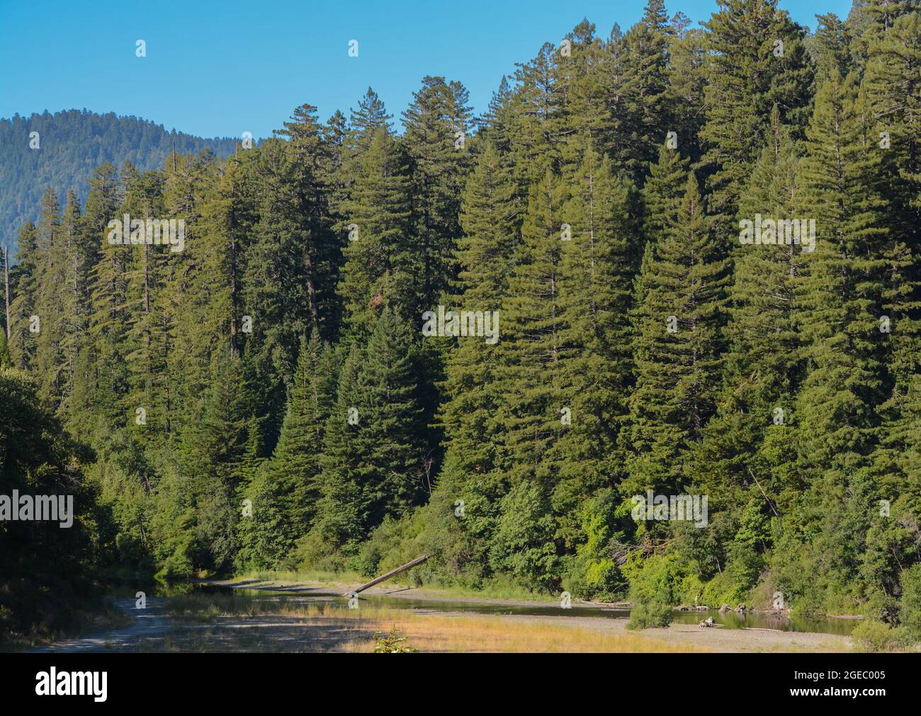 Redwood Tree Forest im Humboldt Redwoods State Park in Rio Dell, Humboldt County, Kalifornien Stockfoto