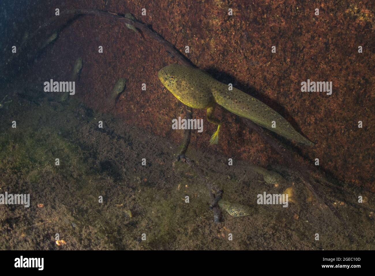American Bullfrog (Lithobates catesbeianus) Kaulquappe ruht auf dem Boden eines kalifornischen Flusses, wo diese Art eingeführt und invasive Arten. Stockfoto
