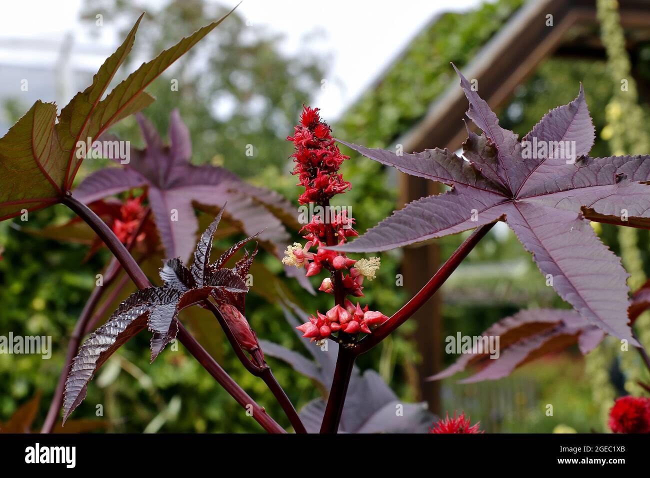 Blätter und Blüten der Rizinusölpflanze - Ricinus communis - im Sommer. Die Pflanze wird auch Palme Christi genannt. Stockfoto