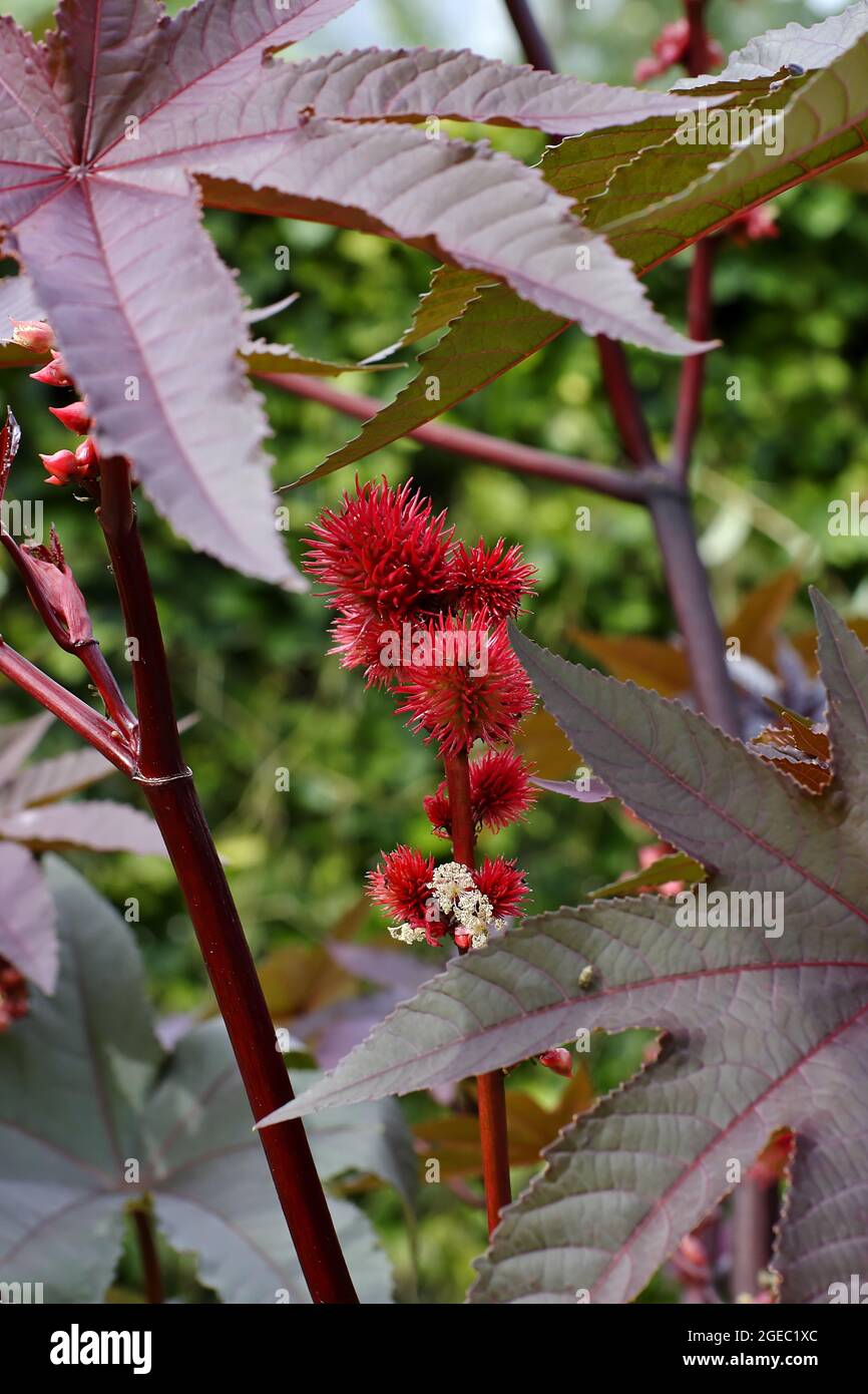 Blätter und Blüten der Rizinusölpflanze - Ricinus communis - im Sommer. Die Pflanze wird auch Palme Christi genannt. Stockfoto