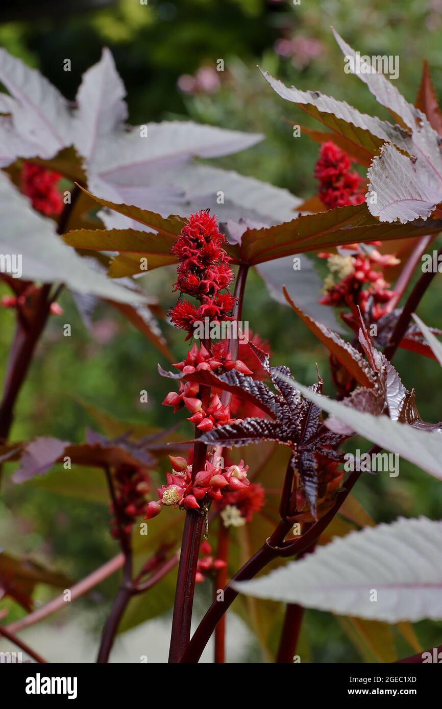 Blätter und Blüten der Rizinusölpflanze - Ricinus communis - im Sommer. Die Pflanze wird auch Palme Christi genannt. Stockfoto