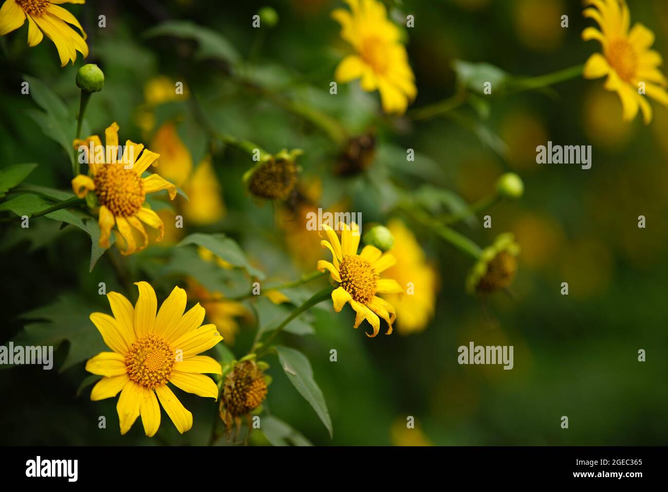 Blüte in Da Lat Stadt Lam Dong Provinz Südvietnam Stockfoto