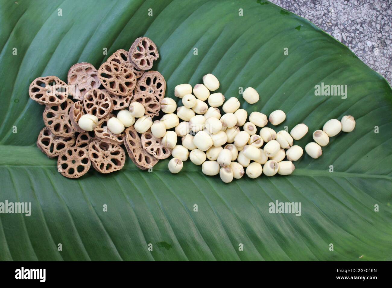 Getrocknete Lotuskerne, Lotuswurzeln sind weiß und braun in der Farbe und werden im Sommer und Herbst im hinteren Garten von Vietnam gegessen, um zu genießen und zu picknicken. Stockfoto