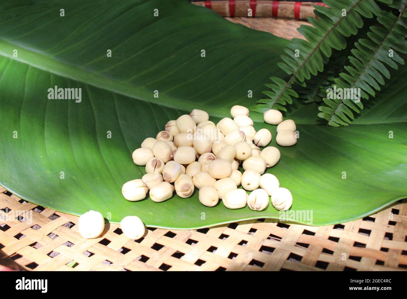 Getrocknete Lotuskerne, Lotuswurzeln sind weiß und braun in der Farbe und werden im Sommer und Herbst im hinteren Garten von Vietnam gegessen, um zu genießen und zu picknicken. Stockfoto