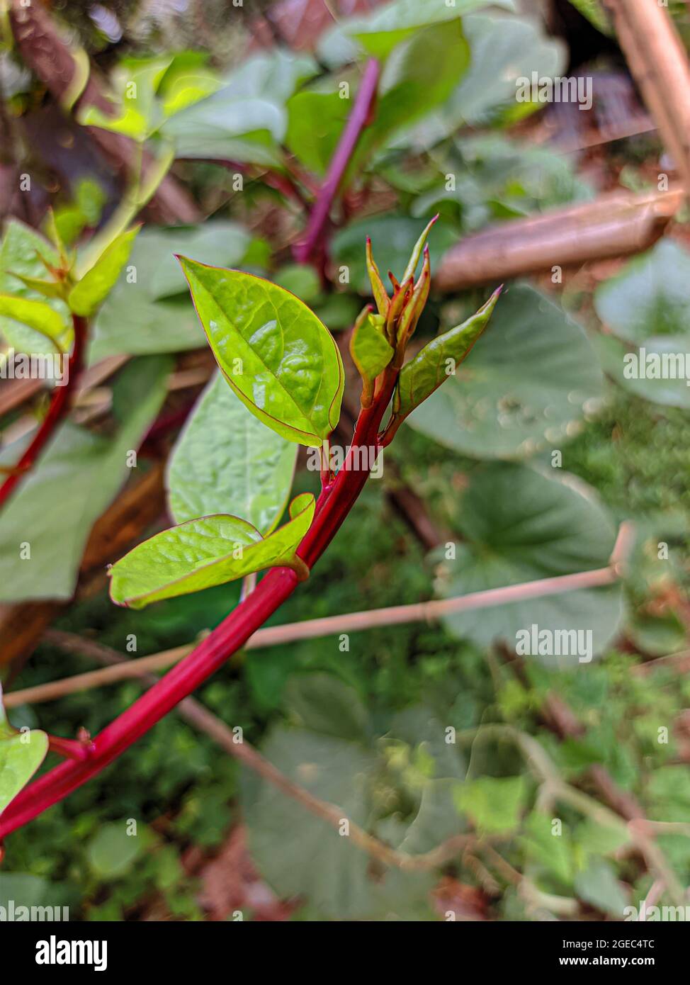 Punishak auf natürlichem Hintergrund Stockfoto