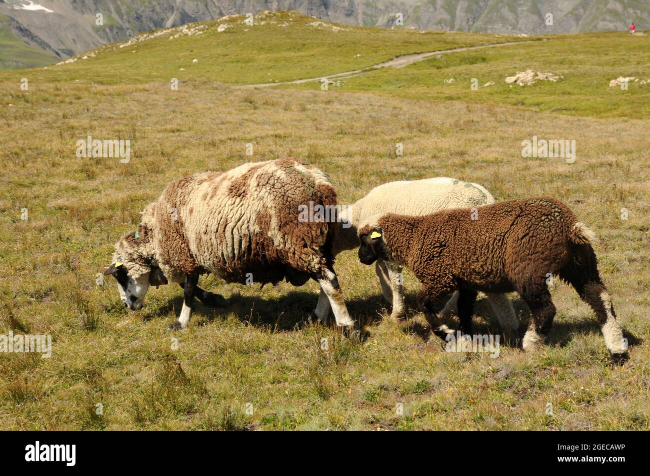 Pecore nei prati lungo il sentiero balconata panoramica dal Col de l'Iseran al rifugio del Carro Stockfoto