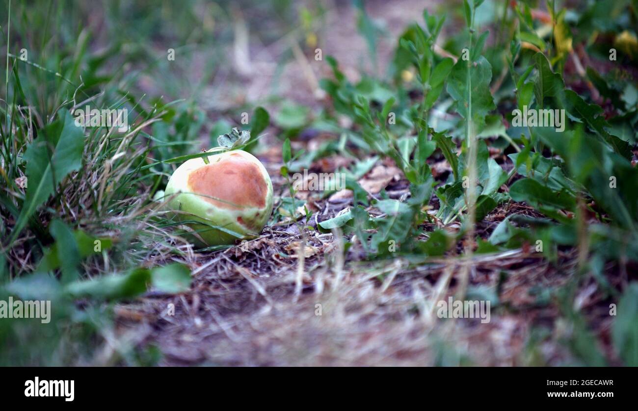 Frischer grüner Apfel, der von der Hitze auf dem Boden verbrannt wird. Stockfoto