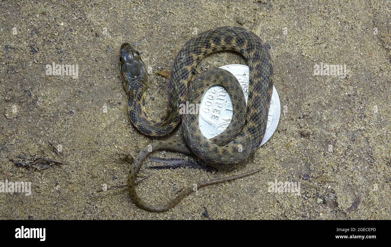 Neonatal Andaman Kielback Water Snake, Xenochrophis tytleri Blyth, 1863, GesichtsNahaufnahme, NICHT GIFTIG, HÄUFIG endemisch bei Andaman und möglicherweise Nicobar I. Stockfoto