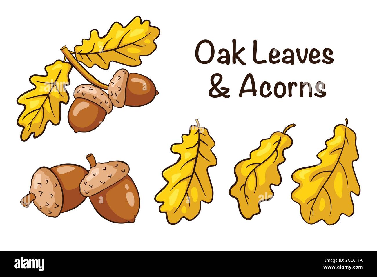 Eichenblätter und Eicheln gesetzt. Sammlung von handgezeichneten Eichenfrüchten und Blättern. Herbst-Deko-Elemente. Vektorgrafik für Logo, Menü, Drucke, Aufkleber, Design und Dekoration. Premium Vector Stock Vektor
