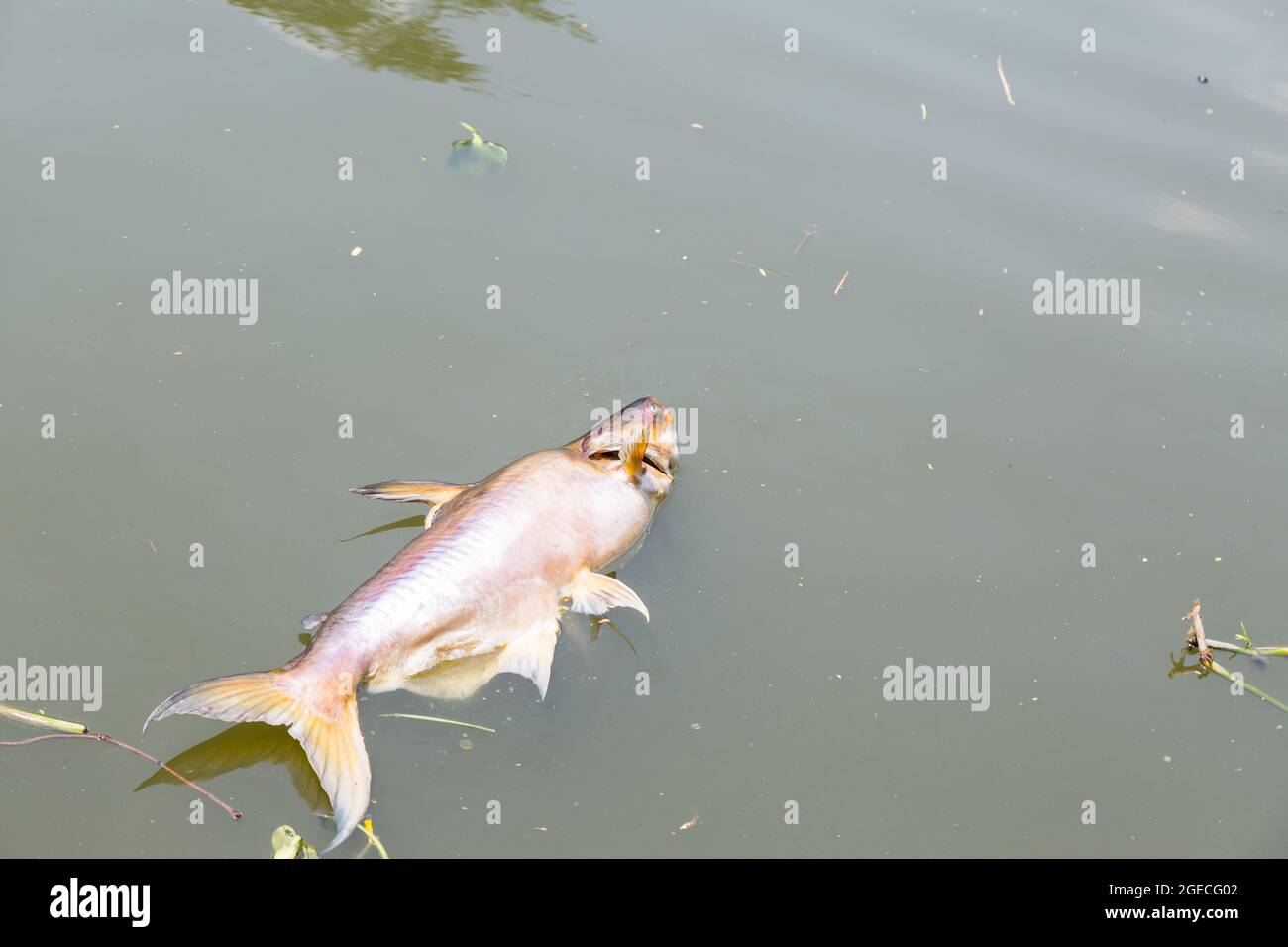 Tote Fische schwammen im dunklen Wasserfluss, Wasserverschmutzung Peoblem Stockfoto