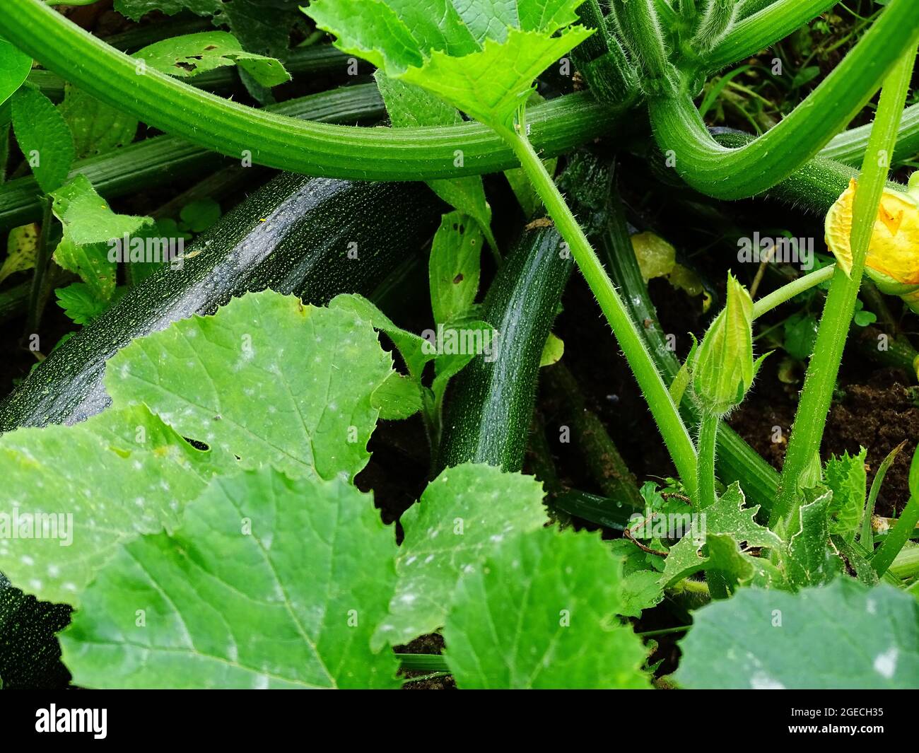 Zucchini wachsen auf der Zucchini-Pflanze im Gemüsegarten im offenen Boden, mit dunkelgrünen Zucchini und hellgrünen Blättern Stockfoto