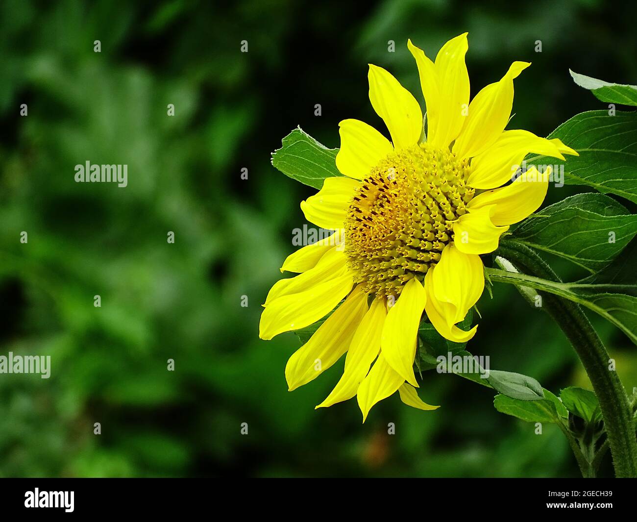 Eine gelb blühende Sonnenblume im Gemüsegarten, mit einem verschwommenen Hintergrund Stockfoto