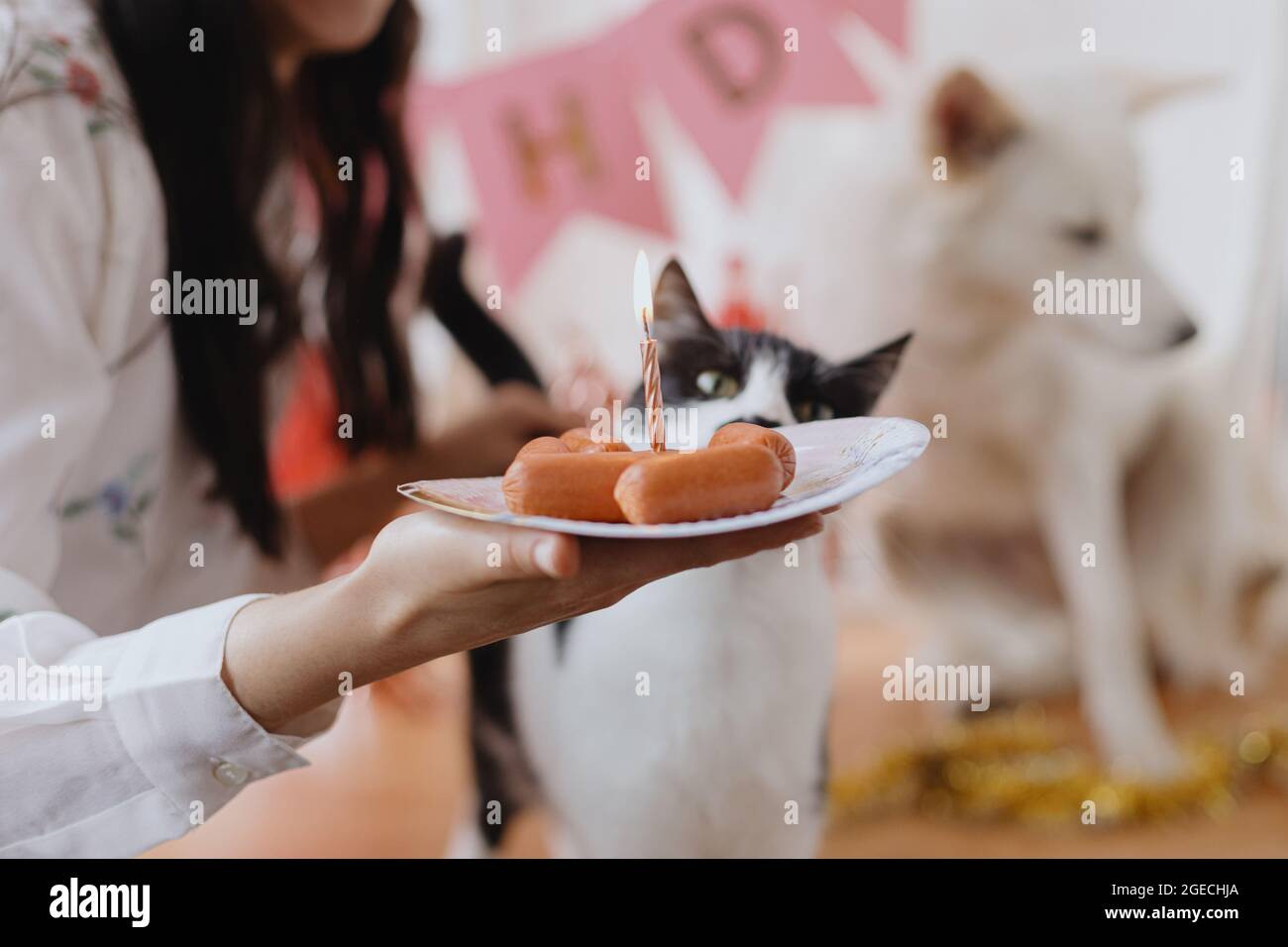 Haustier Geburtstagsfeier. Niedlicher Hund und Katze feiern Geburtstag mit Wurstkuchen und Kerze auf dem Hintergrund der rosa Girlande und Dekorationen im Zimmer. Bezaubernd Stockfoto