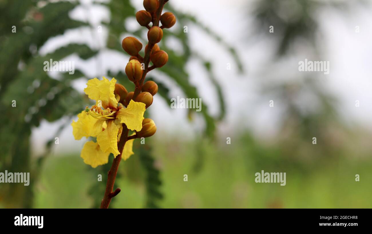 Peltophorum pterocarpum oder gelbe Poinciana-Blüten Fabaceae Familie, Unterfamilie Caesalpiniodeae, Südostasien Stockfoto