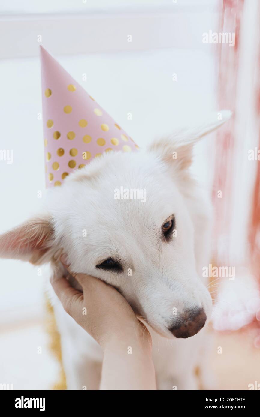 Hand streicheln niedlichen Hund in rosa Party Hut auf dem Hintergrund der rosa Girlande und Dekorationen in festlichen Raum. Liebenswert weißen schweizer Schäferhund feiern Stockfoto