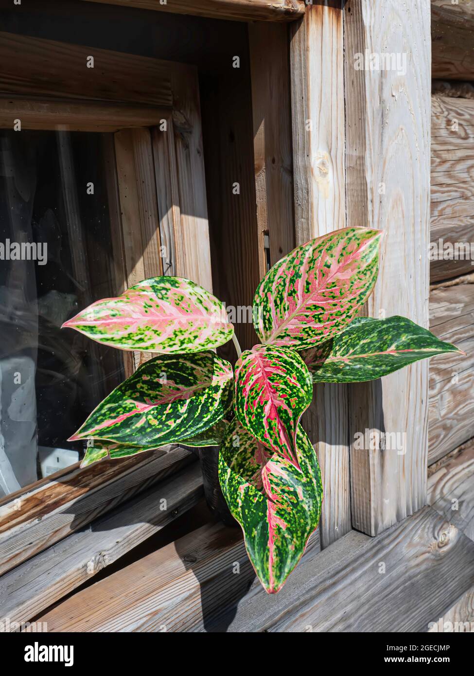 euphorbia poissonii variegata Buy Euphorbia Poissonii Variegated
