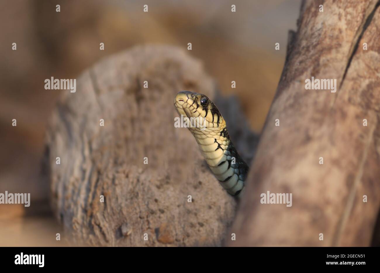 Wilde Schlangen auf einem hölzernen Hintergrund, Waldleben, Nahaufnahme Schlangenkopf, Tier Nahaufnahme. Copyspace. Stockfoto